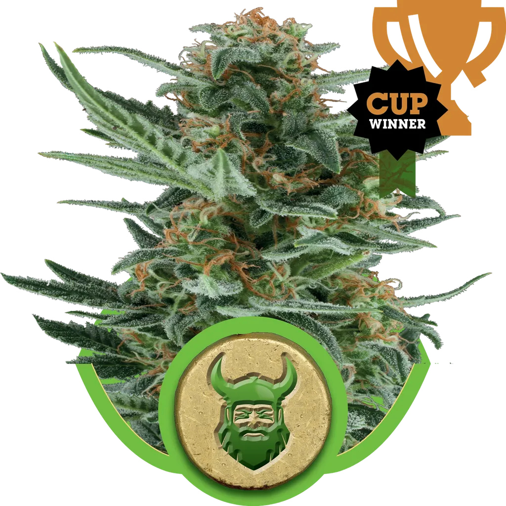 Royal Dwarf Auto | AUTOFEM | Royal Queen Seeds