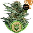 Royal Dwarf Auto | AUTOFEM | Royal Queen Seeds