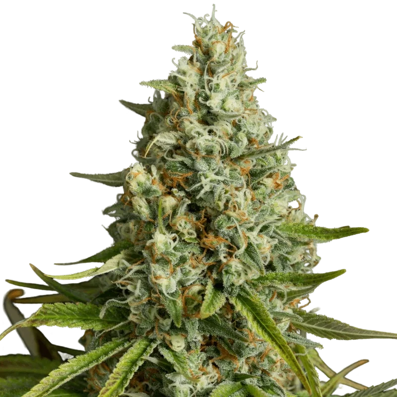 Amnesia Lemon – Produktansicht