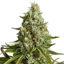 Amnesia Lemon | PHOTOFEM | Silent Seeds