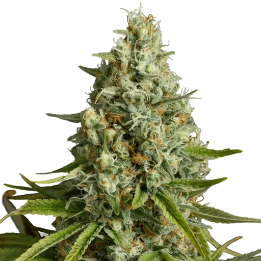 Amnesia Lemon