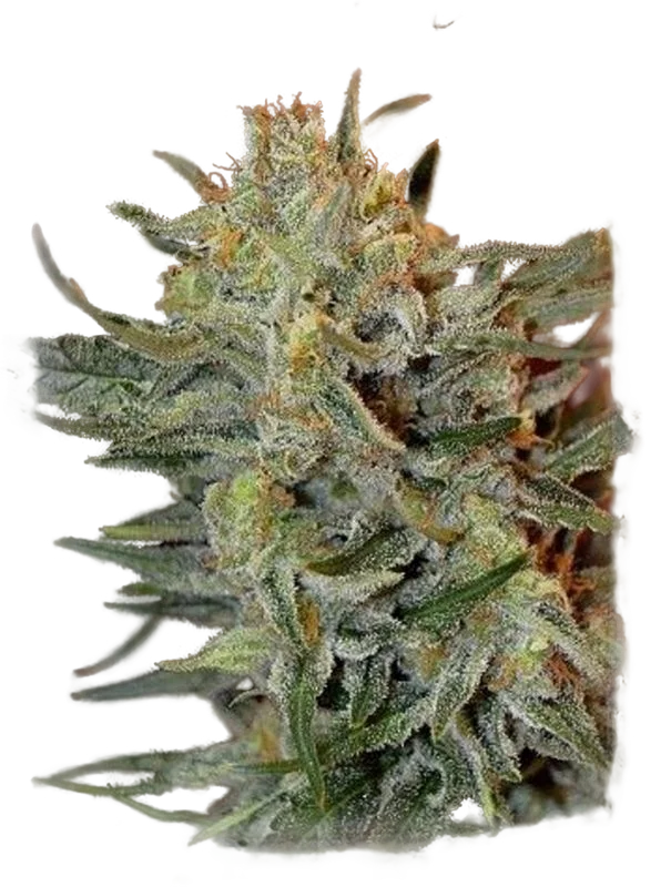 Amnesia Lemon Kush | PHOTOFEM | Garden Of Green