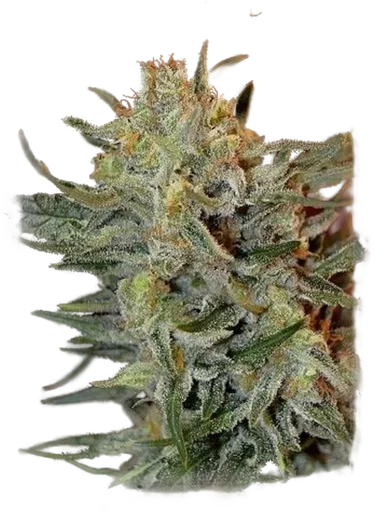 Amnesia Lemon Kush