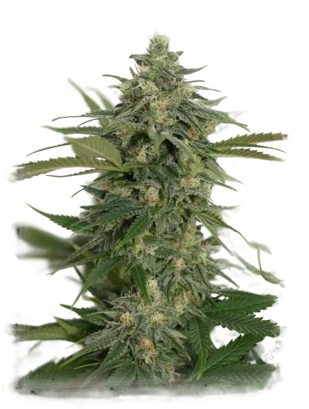 Amnesia Lemon Pie | PHOTOFEM | Garden Of Green