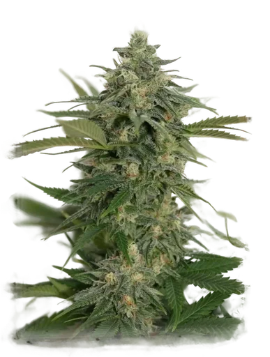 Amnesia Lemon Pie