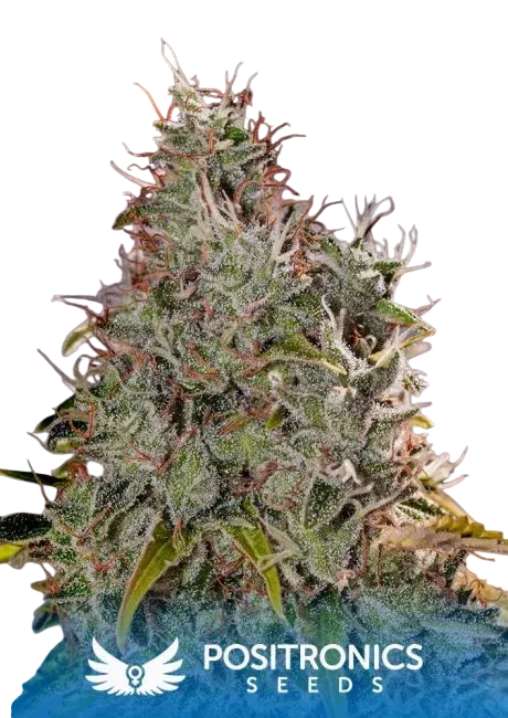 Amnesia Mistery | PHOTOFEM | Positronic Seeds