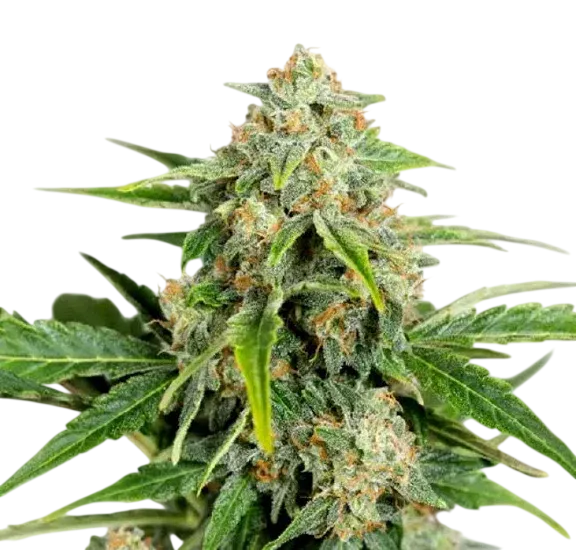 Amnesia Pure CBD Auto | AUTOFEM | Humboldt Seed Org.