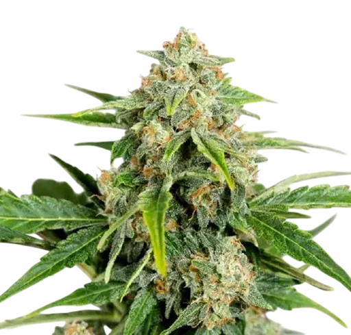 Amnesia Pure CBD Auto