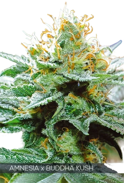 Amnesia x Buddha Kush | PHOTOFEM | Vision Seeds