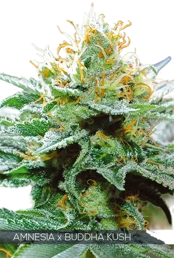 Amnesia x Buddha Kush