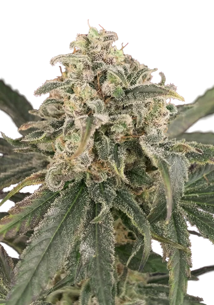 Amnesia XXL Auto | AUTOFEM | Advanced Seeds