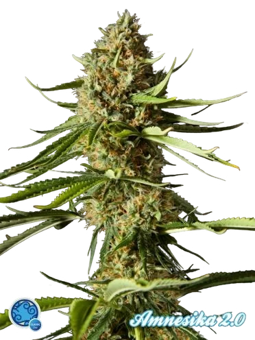 Amnesika 2.0