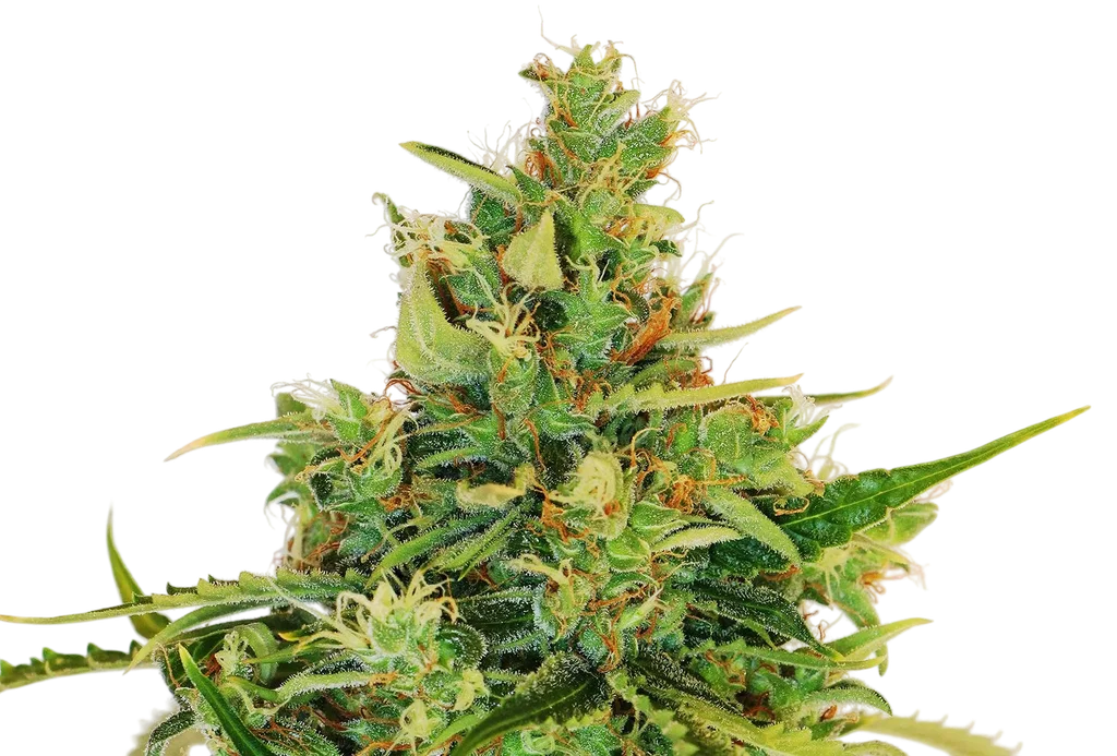 Amnesi - K Lemon | PHOTOFEM | Kannabia Seeds