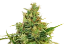 Amnesi - K Lemon | PHOTOFEM | Kannabia Seeds