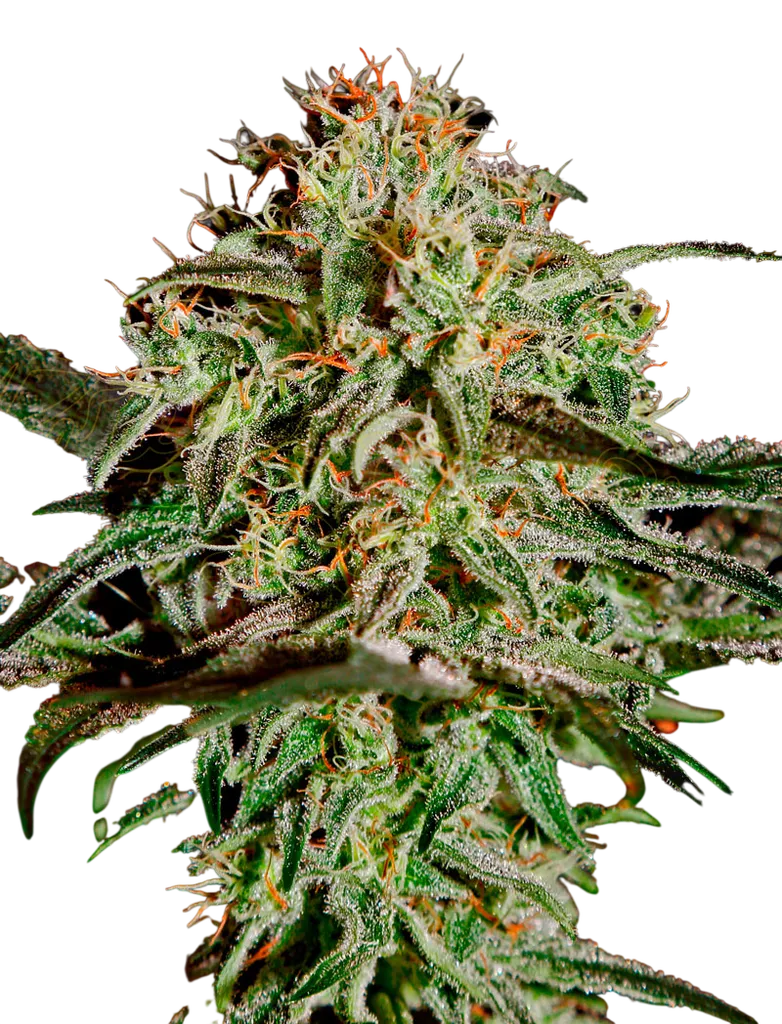 A.M.S. | PHOTOFEM | Greenhouse Seed Co.