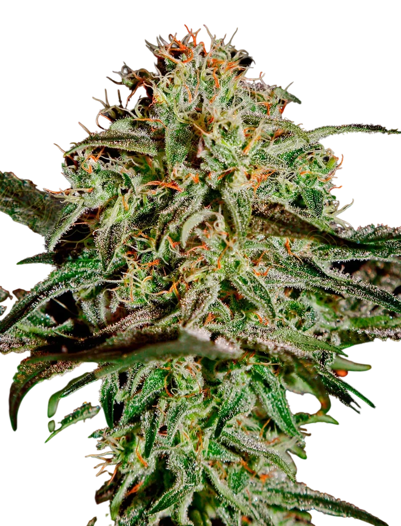 A.M.S. | PHOTOFEM | Greenhouse Seed Co.