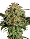 A.M.S. | PHOTOFEM | Greenhouse Seed Co.