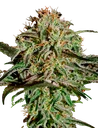 A.M.S. | PHOTOFEM | Greenhouse Seed Co.