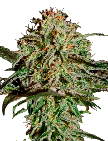 A.M.S. | PHOTOFEM | Greenhouse Seed Co.