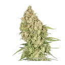 Amsterdam Amnesia | PHOTOFEM | Dutch Passion