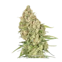 Amsterdam Amnesia | PHOTOFEM | Dutch Passion