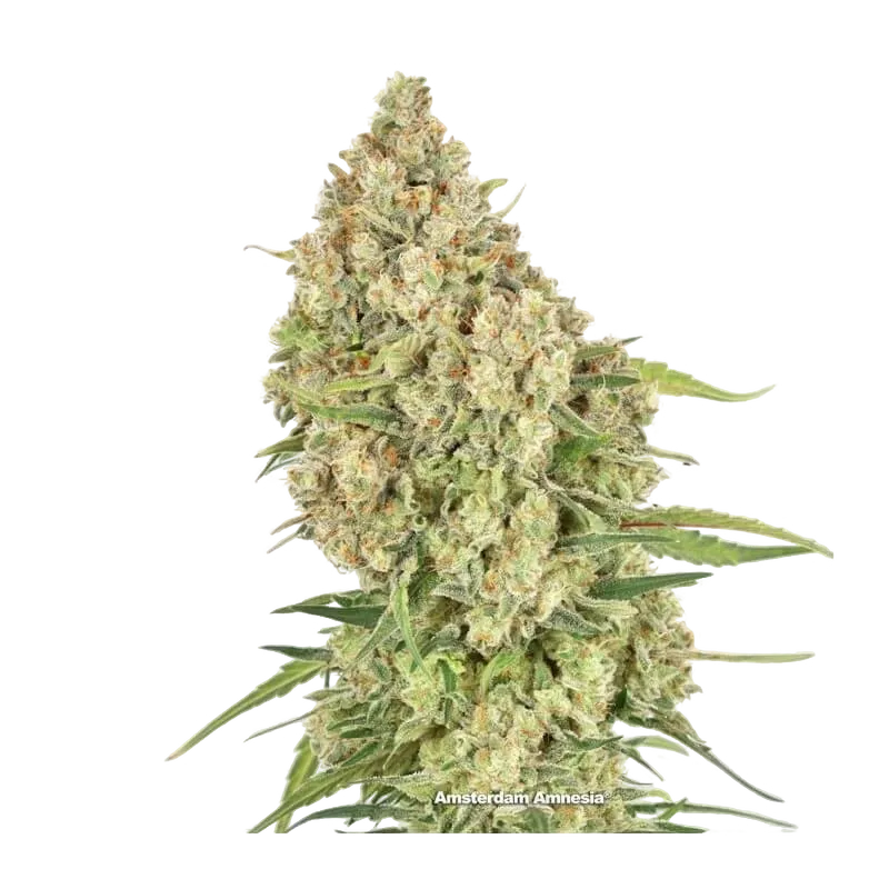 Amsterdam Amnesia | PHOTOFEM | Dutch Passion