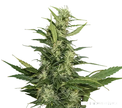 Amur Giant Auto