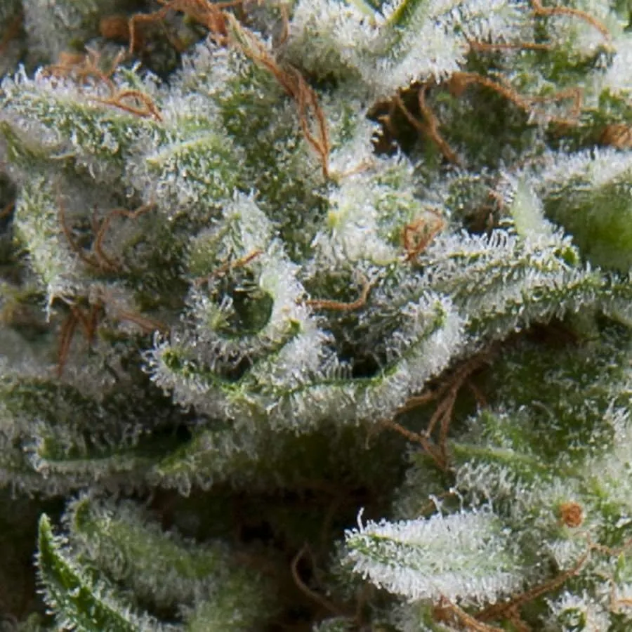 Anesthesia Auto | AUTOFEM | Pyramid Seeds