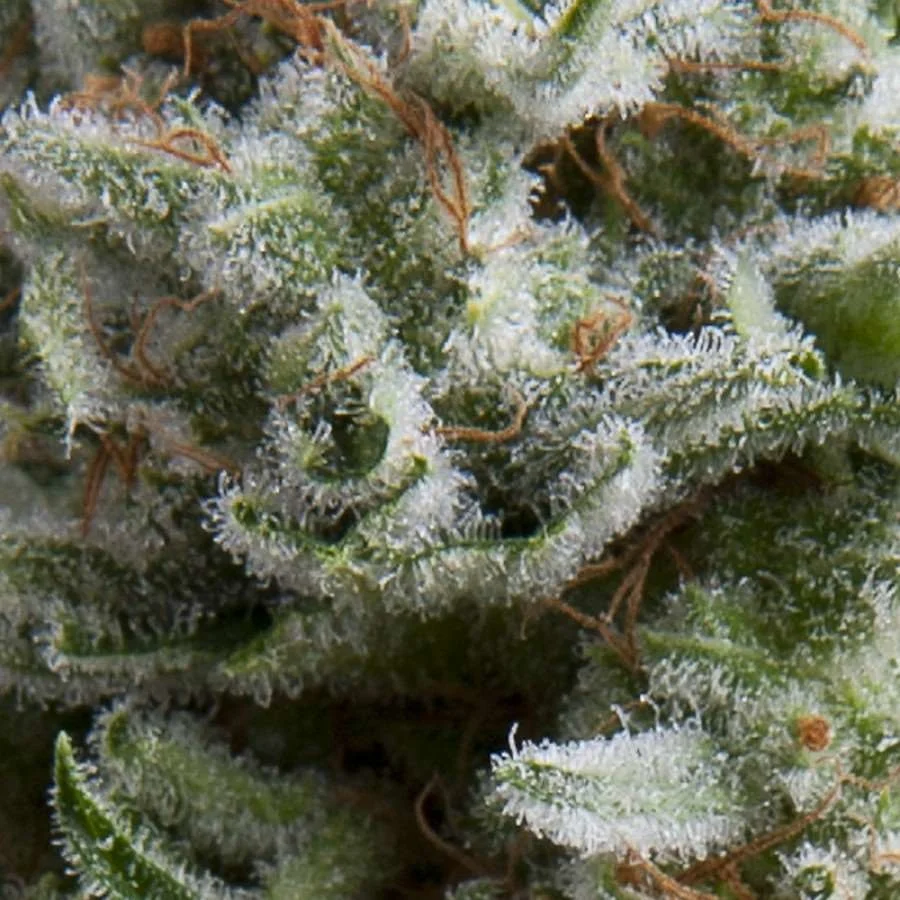 Anesthesia Auto | AUTOFEM | Pyramid Seeds