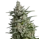 Anesthesia | PHOTOFEM | Pyramid Seeds