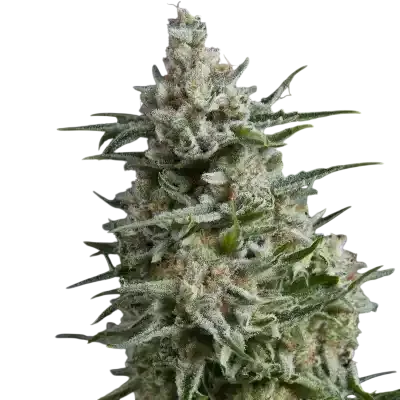 Anesthesia