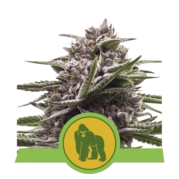 Royal Gorilla Auto | AUTOFEM | Royal Queen Seeds