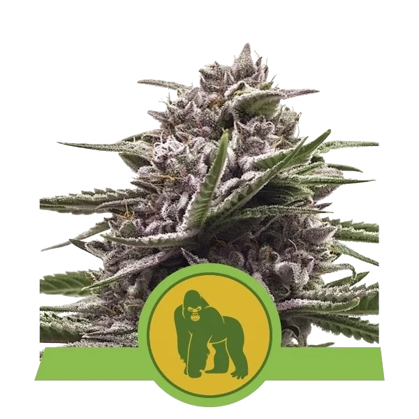 Royal Gorilla Auto | AUTOFEM | Royal Queen Seeds