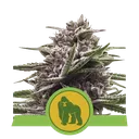 Royal Gorilla Auto | AUTOFEM | Royal Queen Seeds