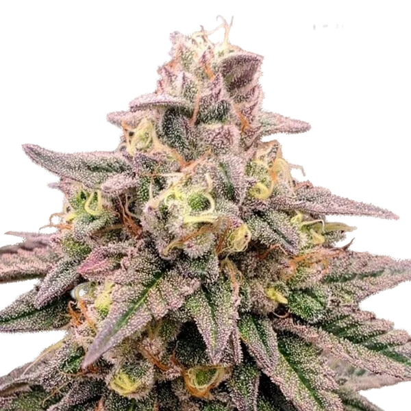 Animal Zookies | PHOTOFEM | Advanced Seeds
