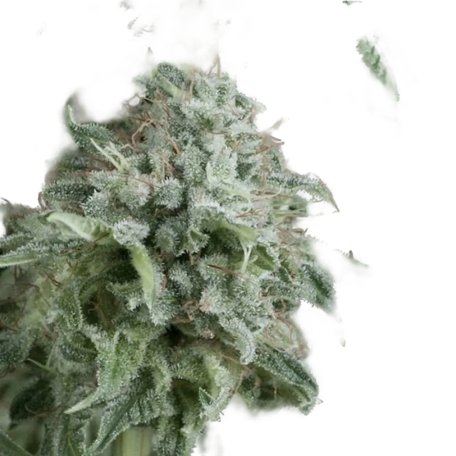 Anubis Auto | AUTOFEM | Pyramid Seeds