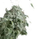 Anubis Auto | AUTOFEM | Pyramid Seeds