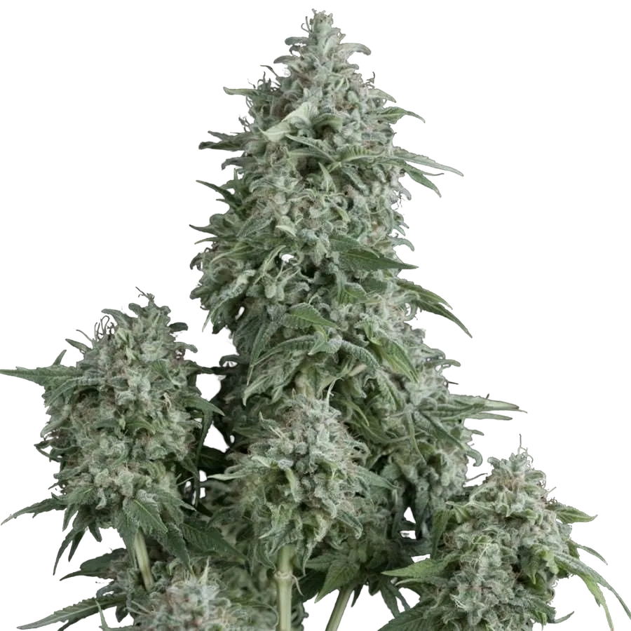 Anubis | PHOTOFEM | Pyramid Seeds