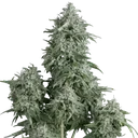 Anubis | PHOTOFEM | Pyramid Seeds