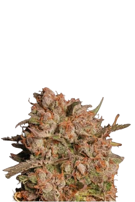 Apollo Black Cherry Auto | AUTOFEM | Seedstockers
