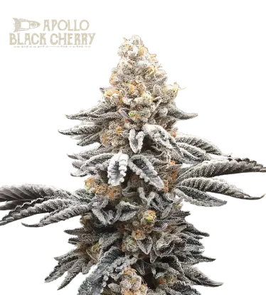 Apollo Black Cherry | PHOTOFEM | Seedstockers