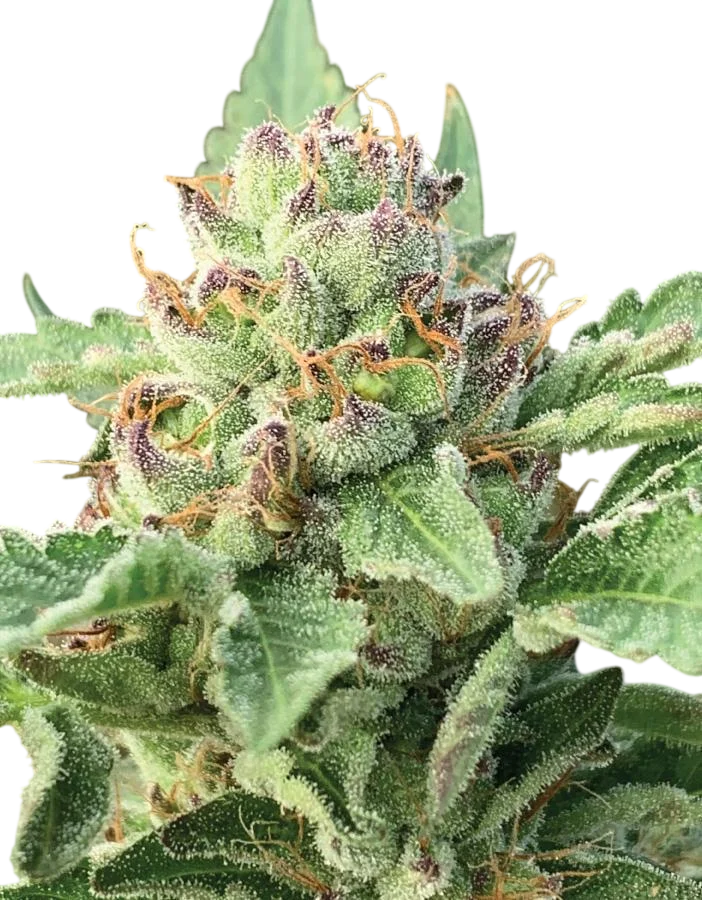Apple Blossom | PHOTOFEM | Humboldt Seed Co.