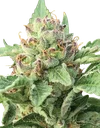 Apple Blossom | PHOTOFEM | Humboldt Seed Co.