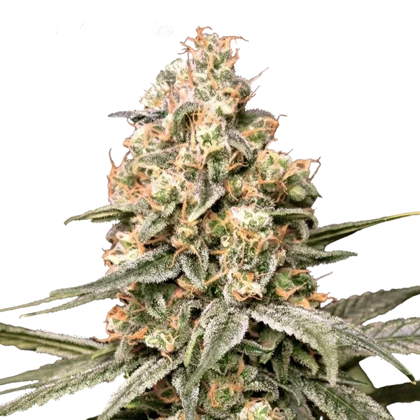 Apple Fritter Auto | AUTOFEM | Advanced Seeds