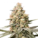 Apple Fritter Auto | AUTOFEM | Advanced Seeds