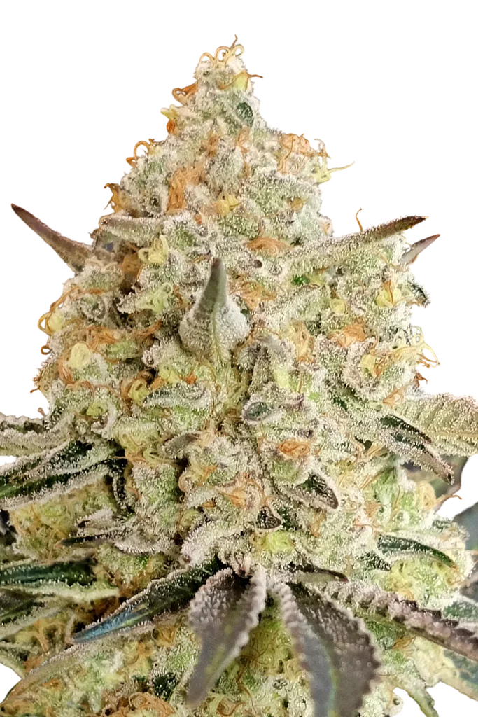 Apple Fritter | PHOTOFEM | Advanced Seeds