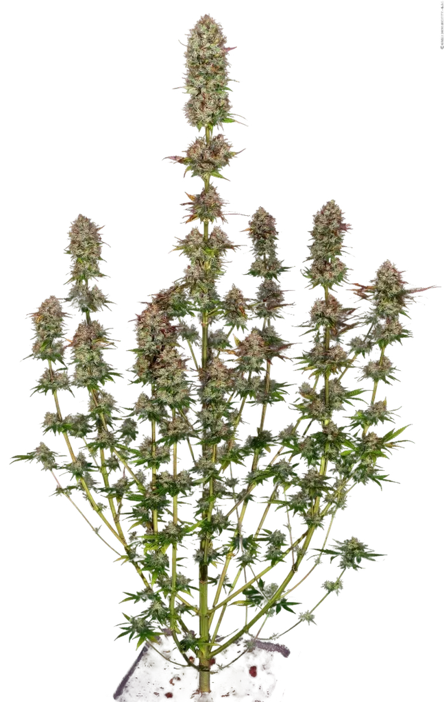 Apricot Candy | PHOTOFEM | Paradise Seeds