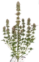 Apricot Candy | PHOTOFEM | Paradise Seeds