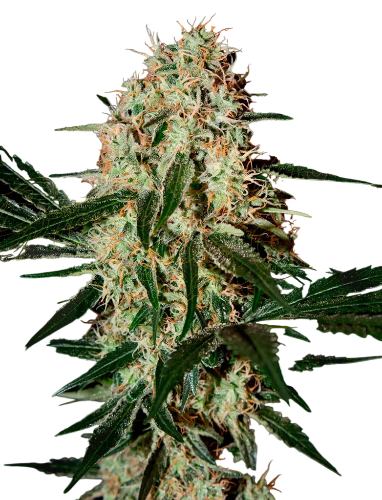 Arjans Haze #3 | PHOTOFEM | Greenhouse Seed Co.