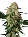 Arjans Haze #3 | PHOTOFEM | Greenhouse Seed Co.